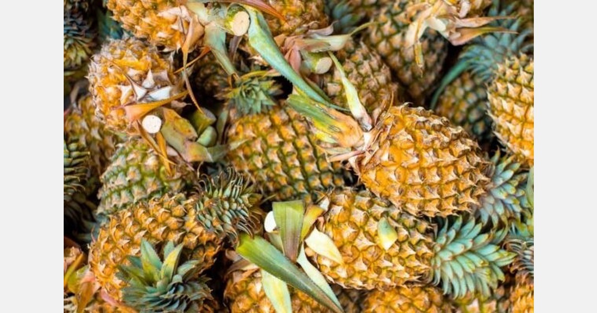 Indonesia tops pineapple output at 3.2 million tons annually