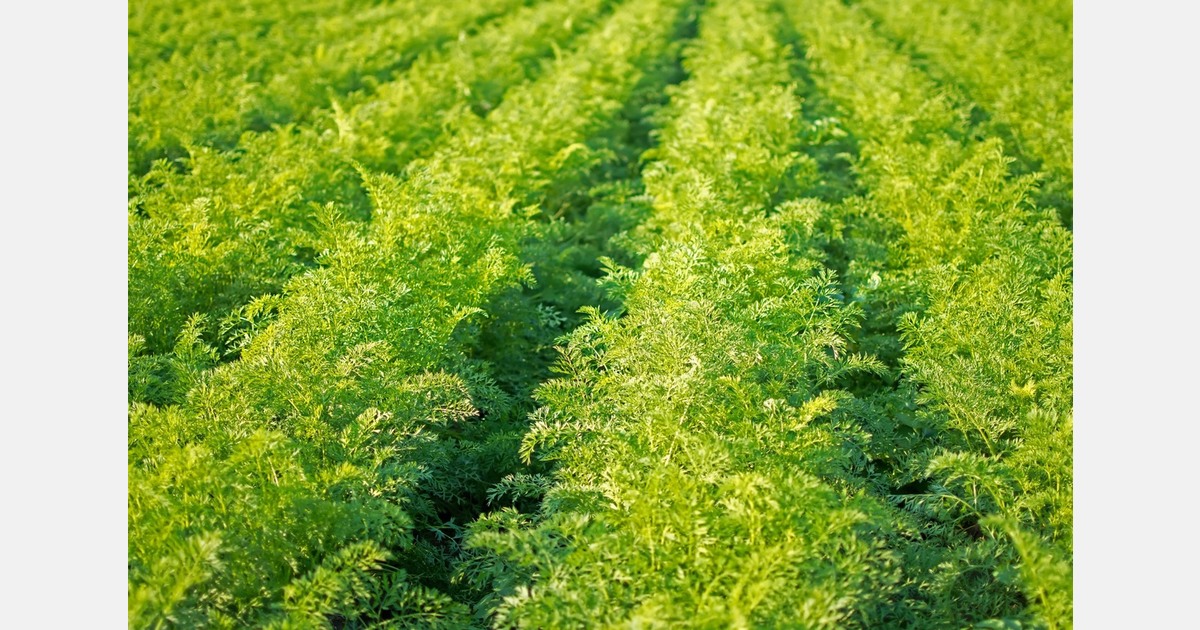 Инвестиции Pocfarmer в производство моркови на 10 млн долларов