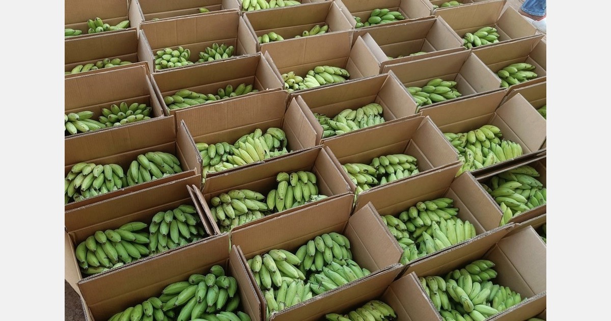 Middle East war halts India's banana exports, prices plunge 33%