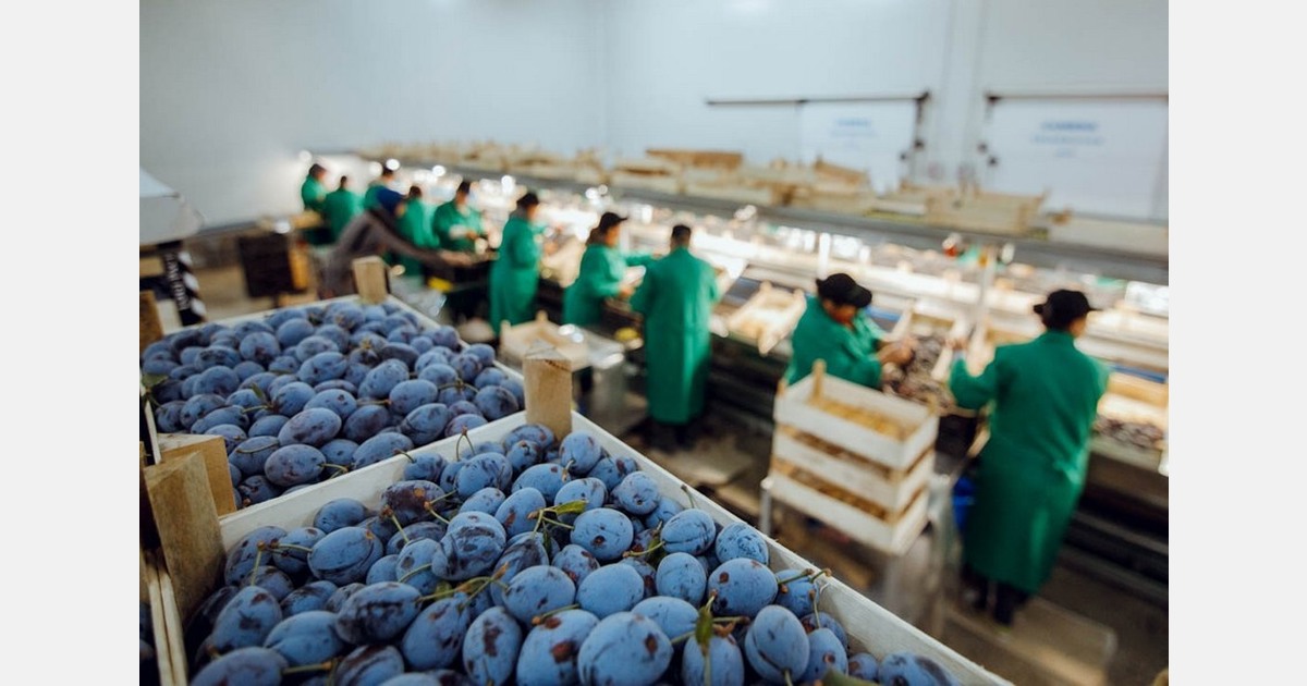 "The weather did not have a significant impact on the Moldovan grape harvest"