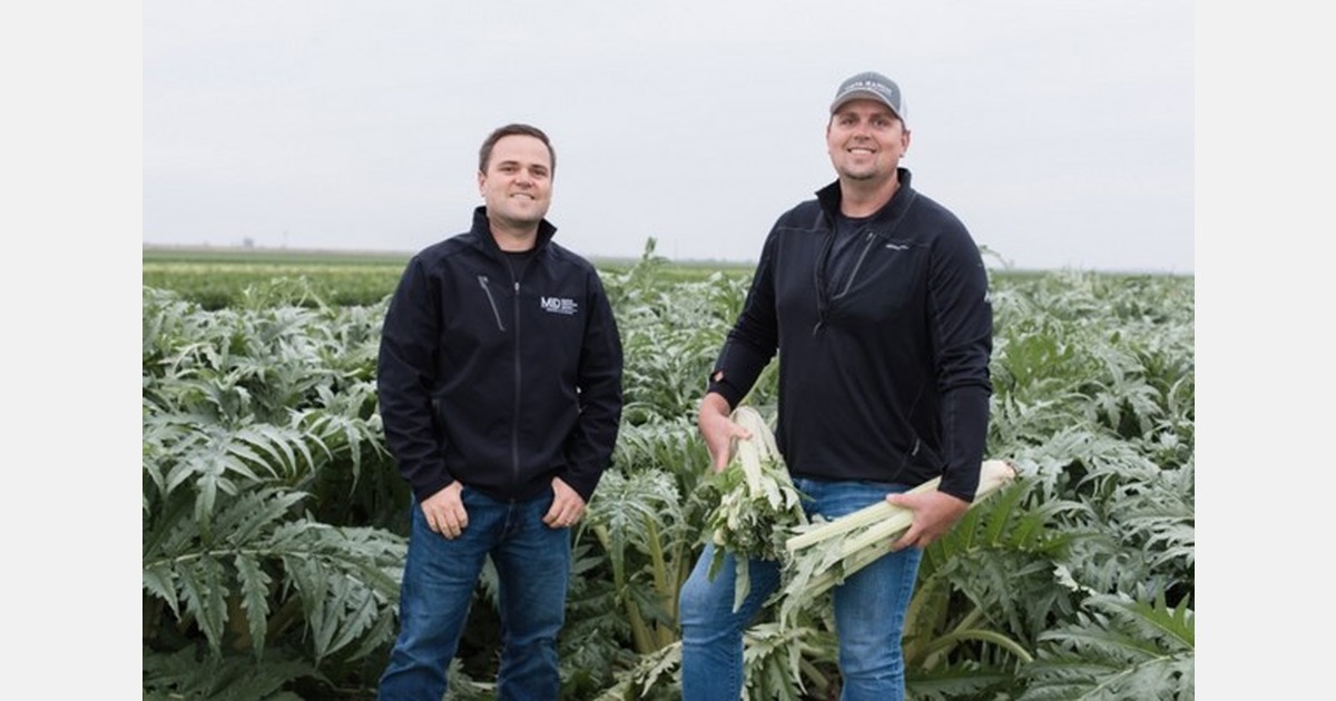 Фенхель в Калифорнии: посадки в Окснарде созревают раньше срока