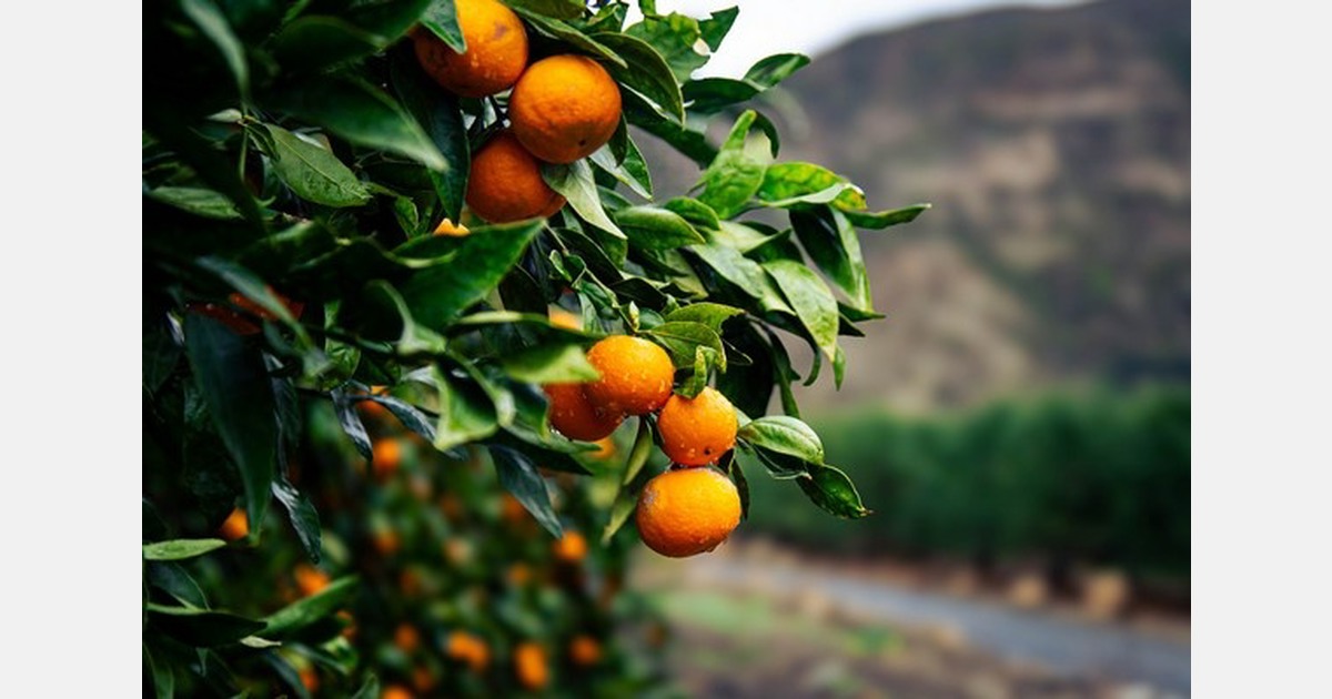 Мандарины Ojai Pixie: прогноз урожая 2026 легче, поставки с марта