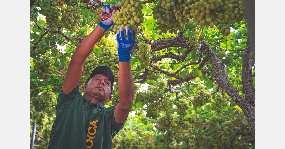 Испанские столовые виноградники: беззерновые сорта меняют рынок