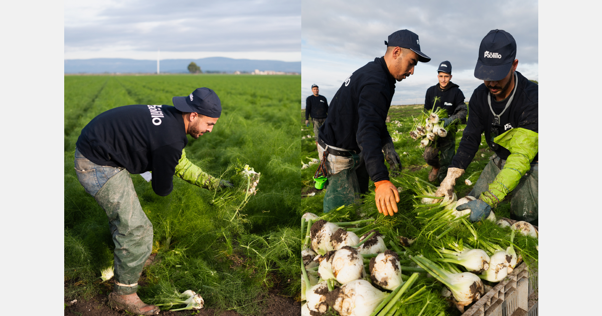 Фенхель: главная проблема — непрерывность поставок круглый год