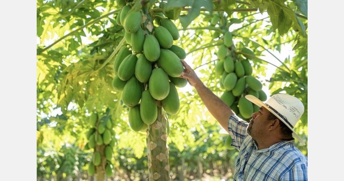 Папайя из Мексики: поставки растут, спрос оживает и цены держатся