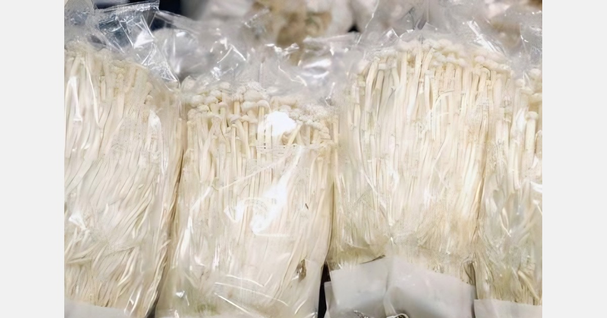 Цены на грибы эноки: спрос в Корее стабилен, но рынок проседает