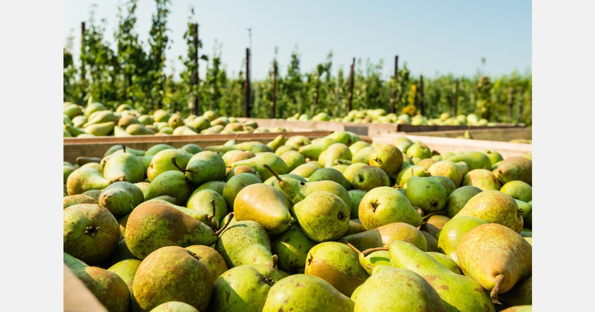Сезон груш в Европе и Южном полушарии: итоги и прогноз