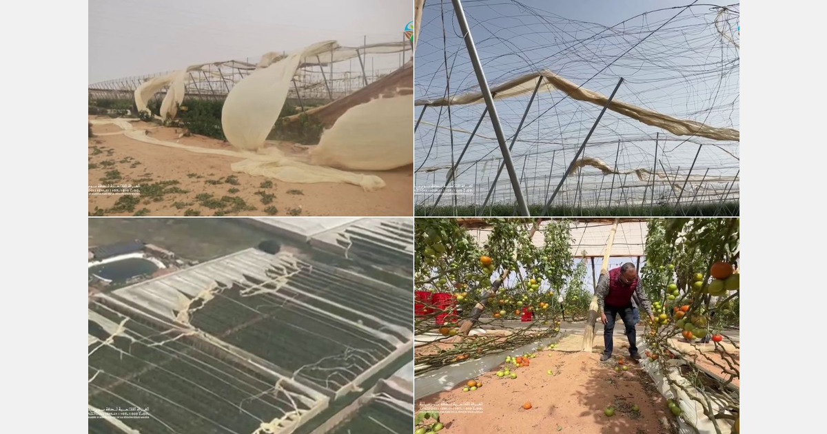 Ущерб теплицам и урожаю в Марокко из-за шторма и нехватки пластика