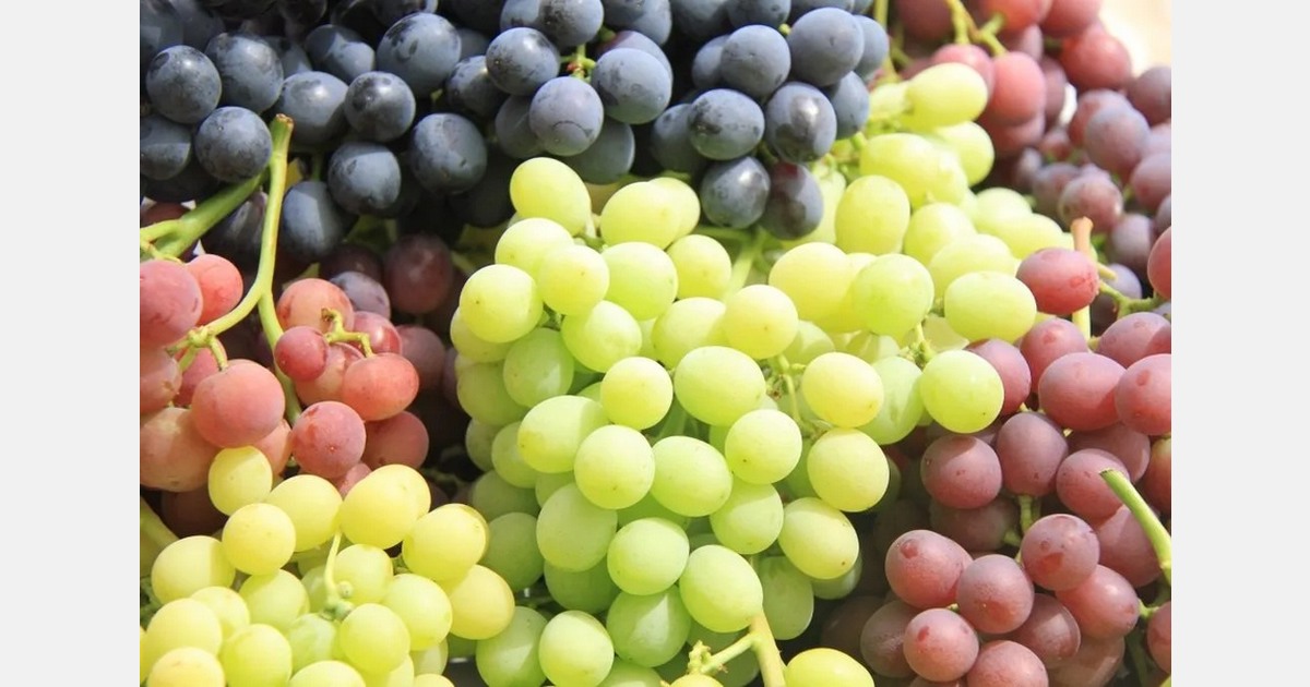 Индия запускает производство премиальных сортов винограда