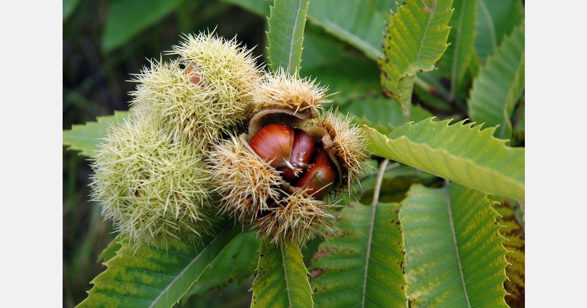 Рынок каштана в США: партнерство Red River Foods и Agroforestry