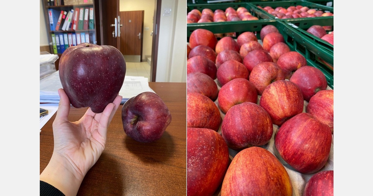 Яблоки Польши: из-за погоды усилили проверки у садоводов