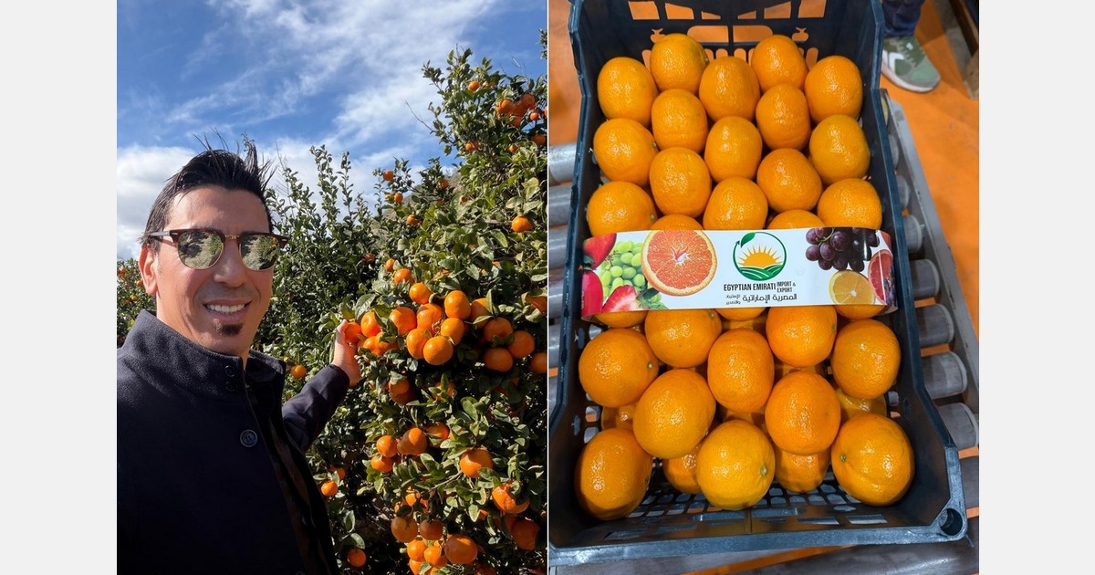 Апельсины Valencia из Египта: сезон стабилен на фоне риска логистики