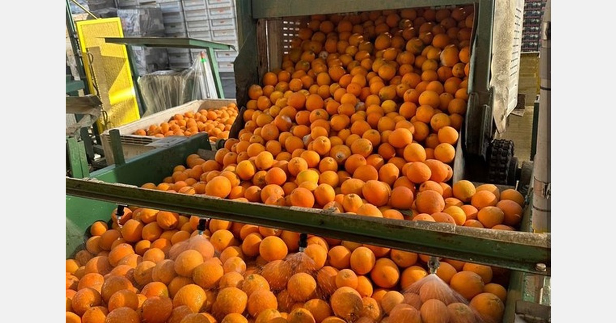 Апельсины navel в Калифорнии переходят на поздние сорта сезона
