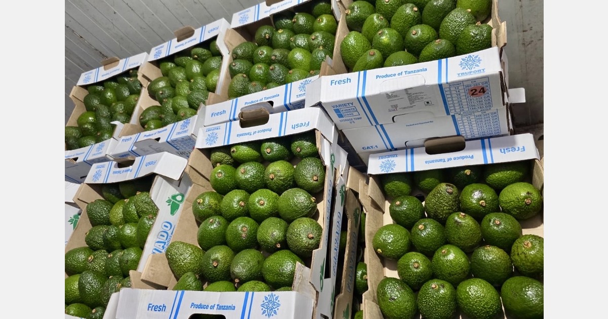 Авокадо из Танзании в Индию: сезон стартовал уверенно