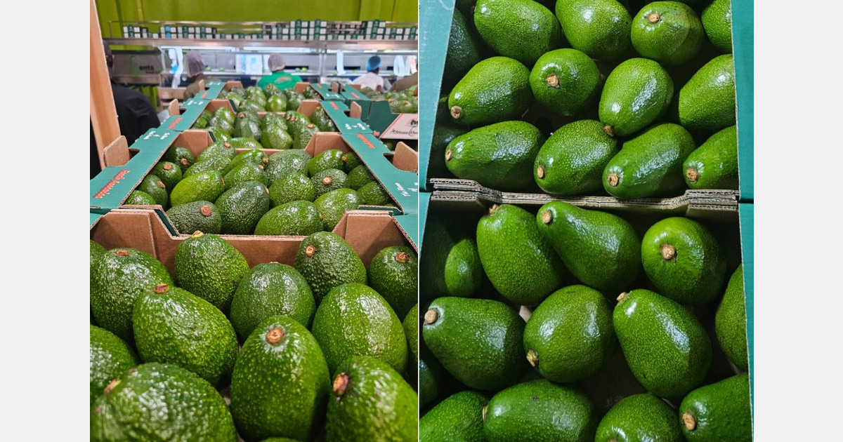 Авокадо из Кении: экспорт под угрозой из‑за кризиса в Красном море