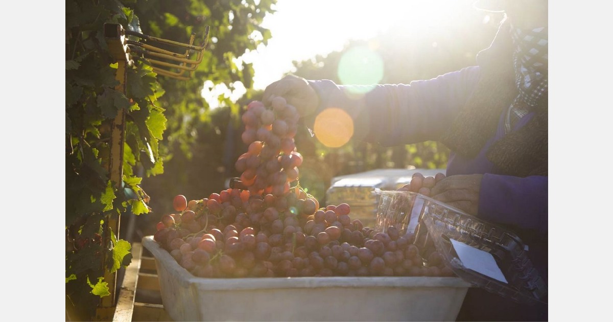 Mexico’s main grape season anticipated to start 7-10 days early