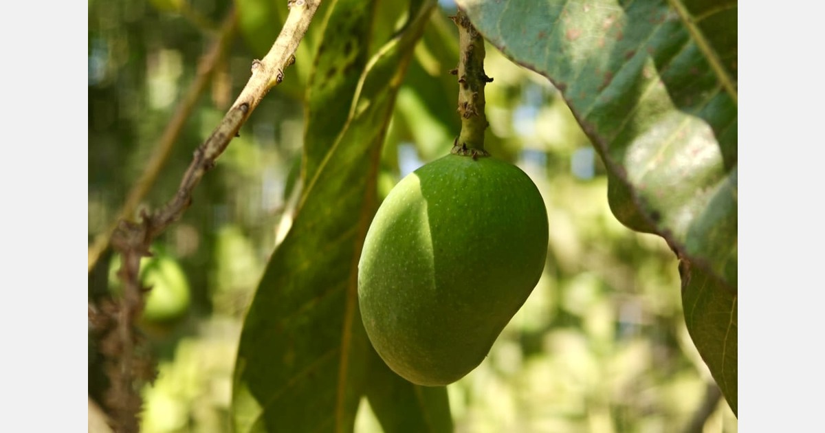 "Lighter yields for premium alphonso mangoes in India's Konkan belt”