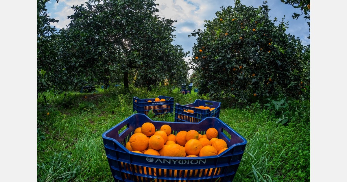 “We receive many unexpected inquiries for organic oranges, but prioritize long-term partnerships over spot deals”