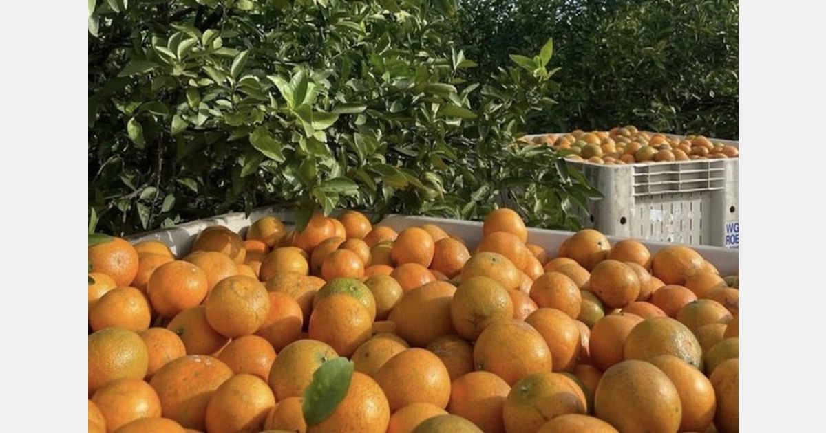 Good quality but tighter crops for Florida Valencias and tangerines