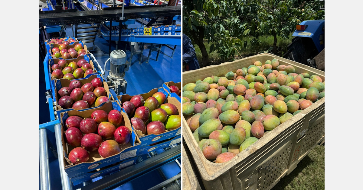 Mango exporter considers all options to get fruit to Dubai