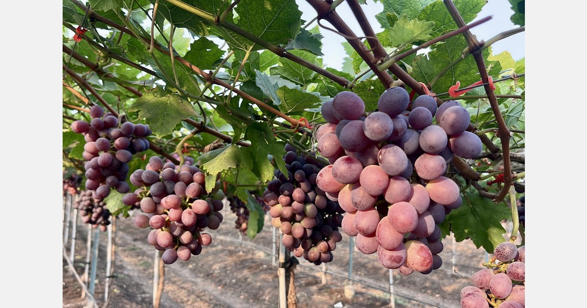 "India’s new grape varieties set for massive acreage and export ramp-up"