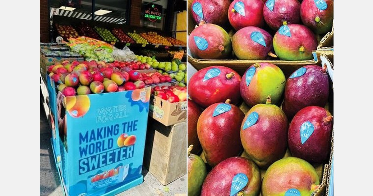 Mexican mango season ramps up as Peru winds down