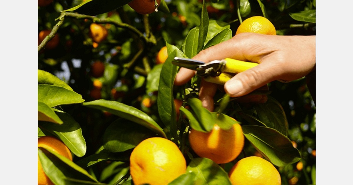 Post-harvest citrus solutions to be showcased in California