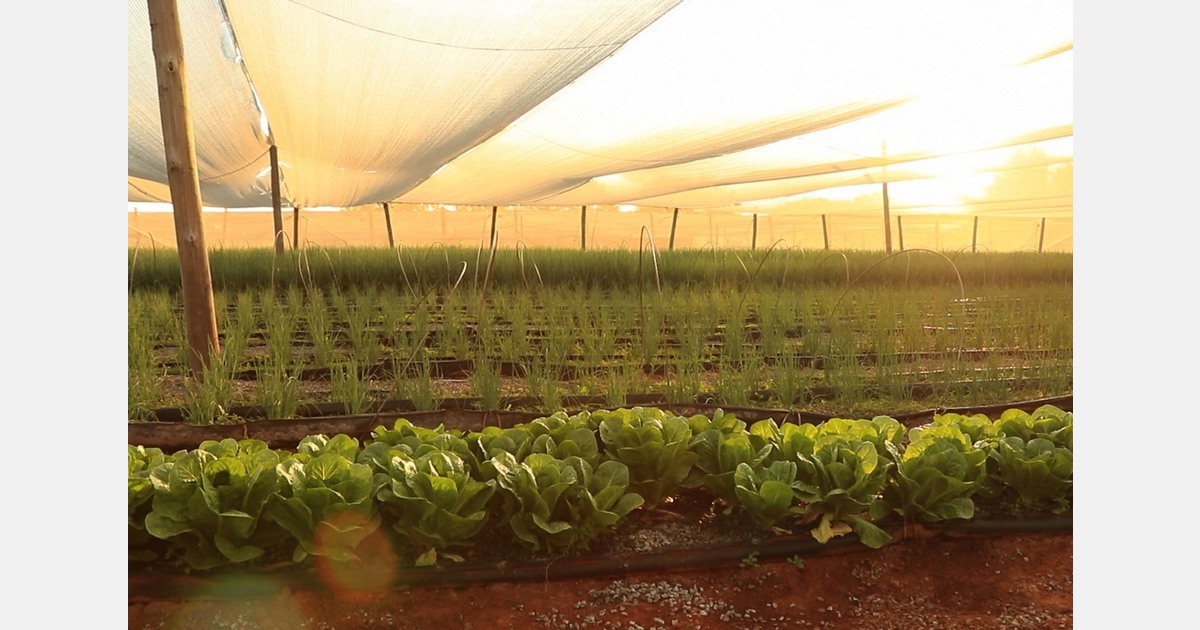 Academic study evaluates South Africa’s Farming for the Future program