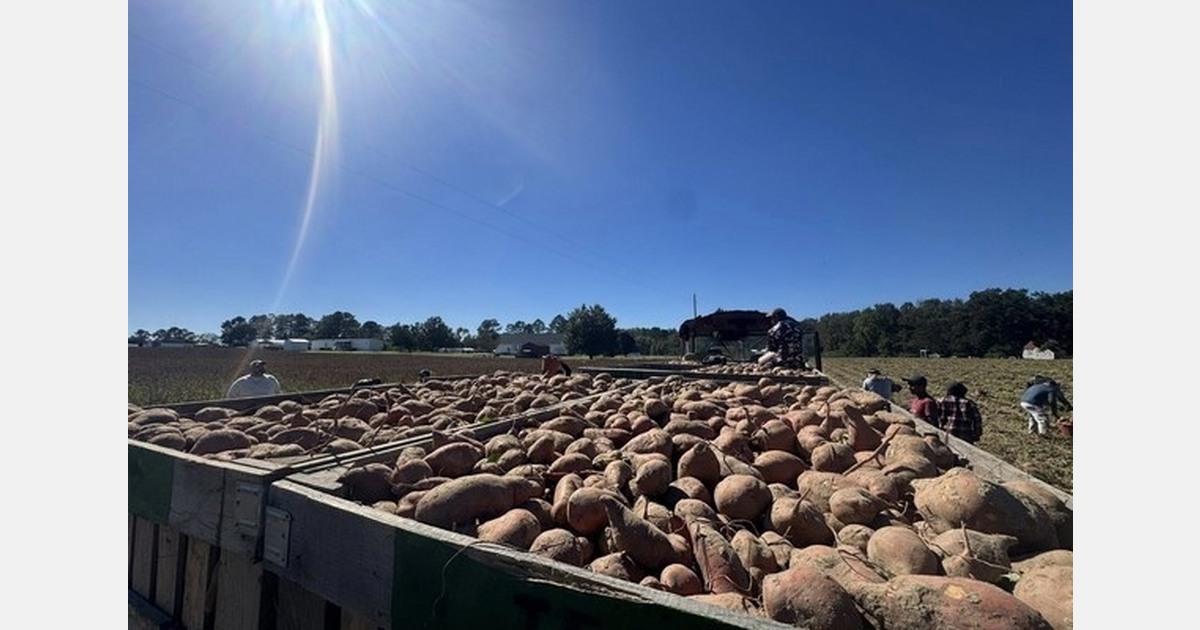 Easter demand up for North Carolina sweet potatoes