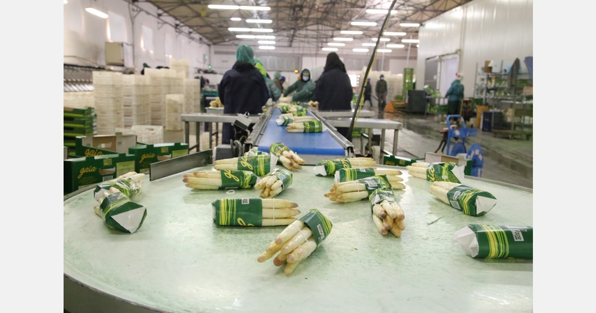 “Normal production and high demand for Greek white asparagus”