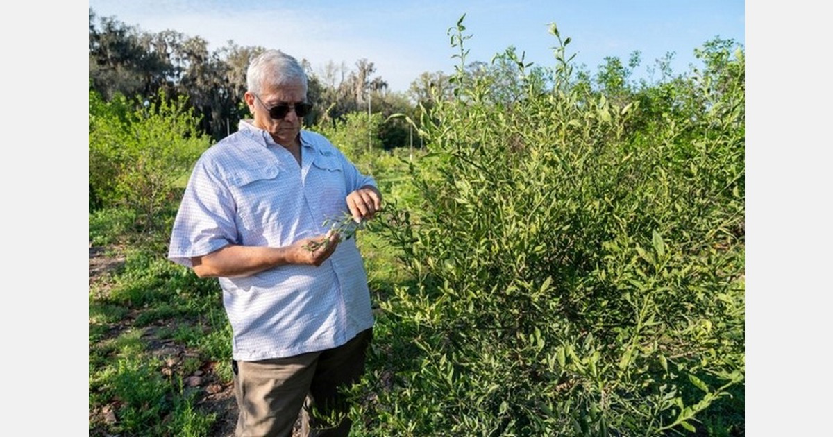 U.S. researchers develop avocado lines that survive 17°F freeze