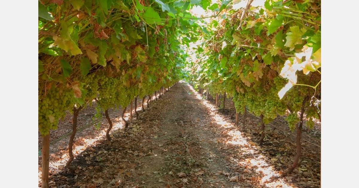Enforcement escalates against illegal grape plantings in Peru