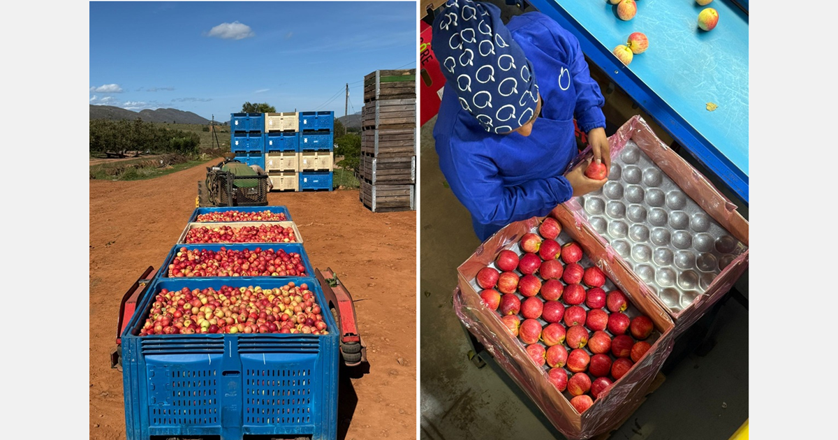 Fresh Langkloof pears, apples into storage as Middle East war unfolds