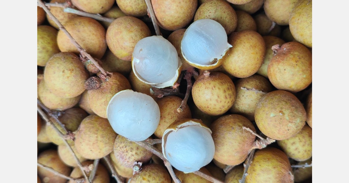 “Container delays, rising freight complicate Thai longan imports into India”