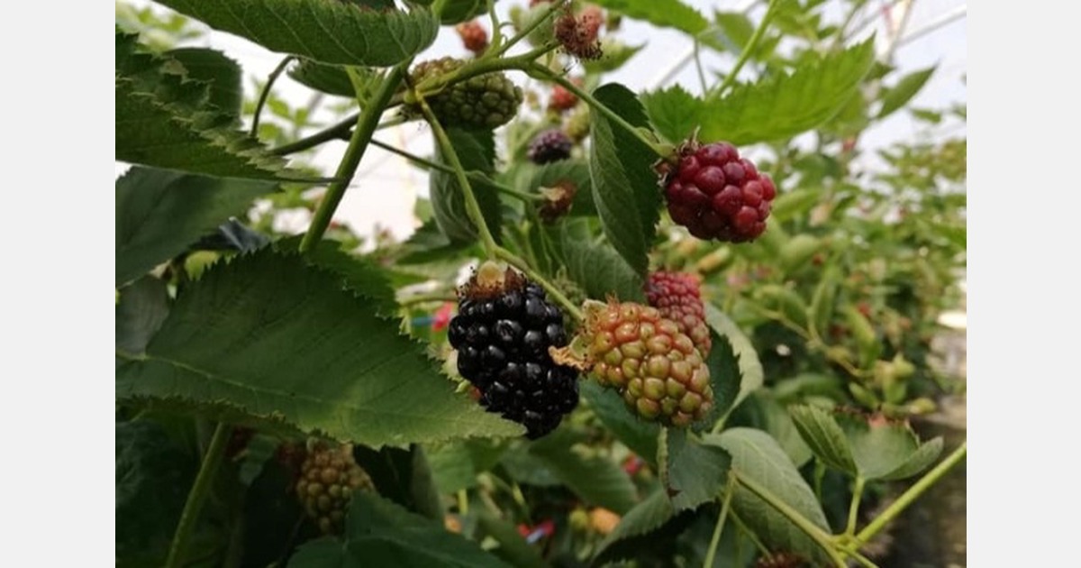 Greek producers of blueberries, raspberries, and blackberries “warm up their engines”