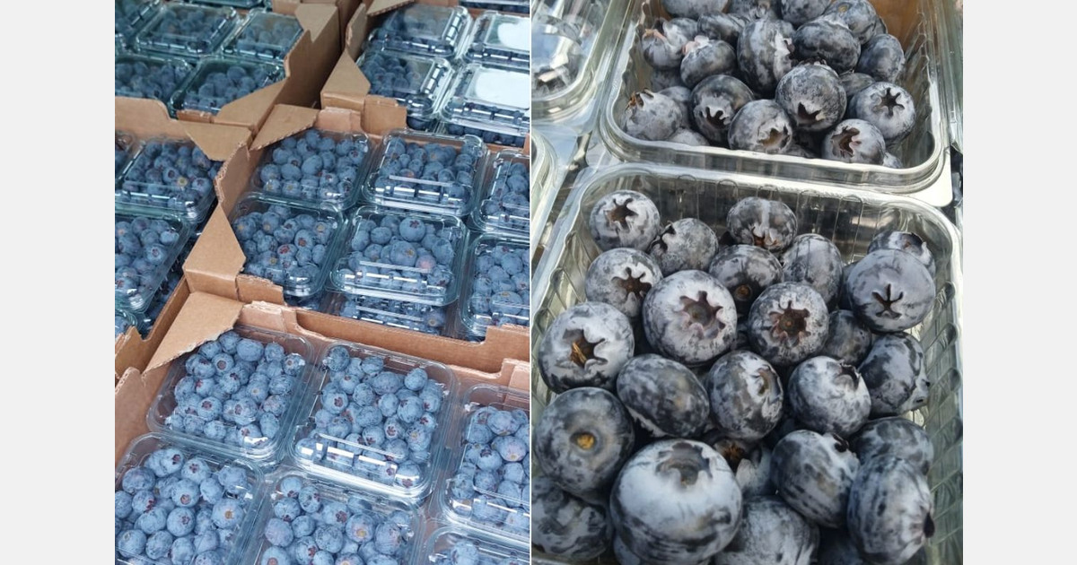 "Moroccan blueberries seem to be losing ground in Russia"