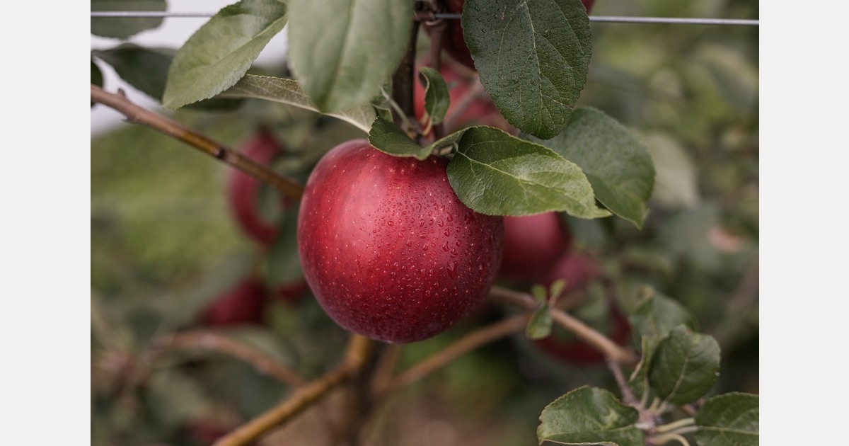 Club apples gain importance as production and market expansion continue