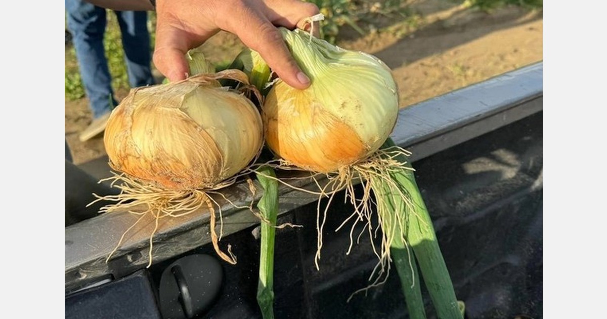 Peruvian sweet onion season finishing up