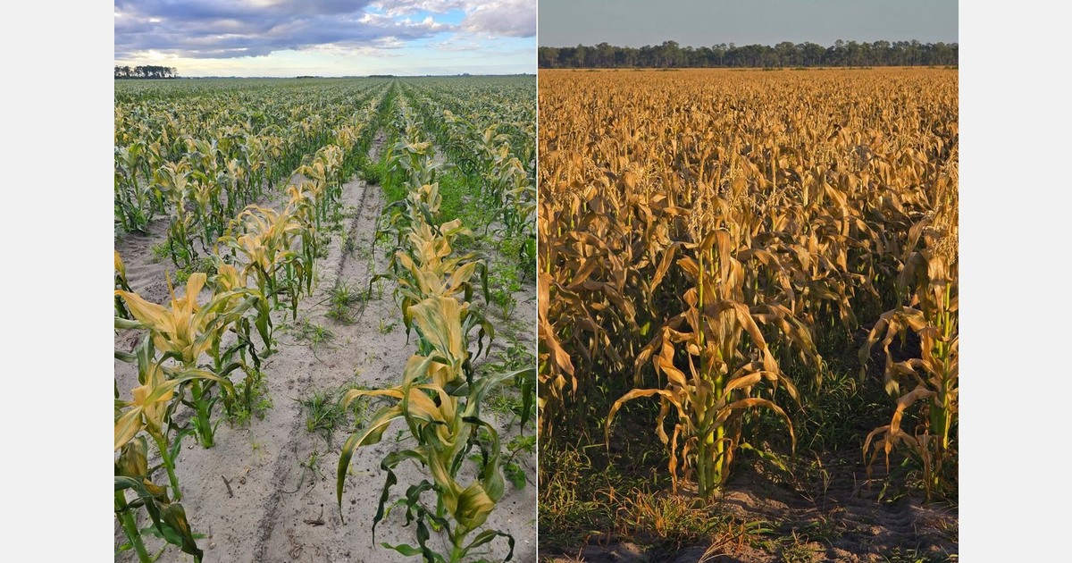 U.S. sweet corn market is historically high