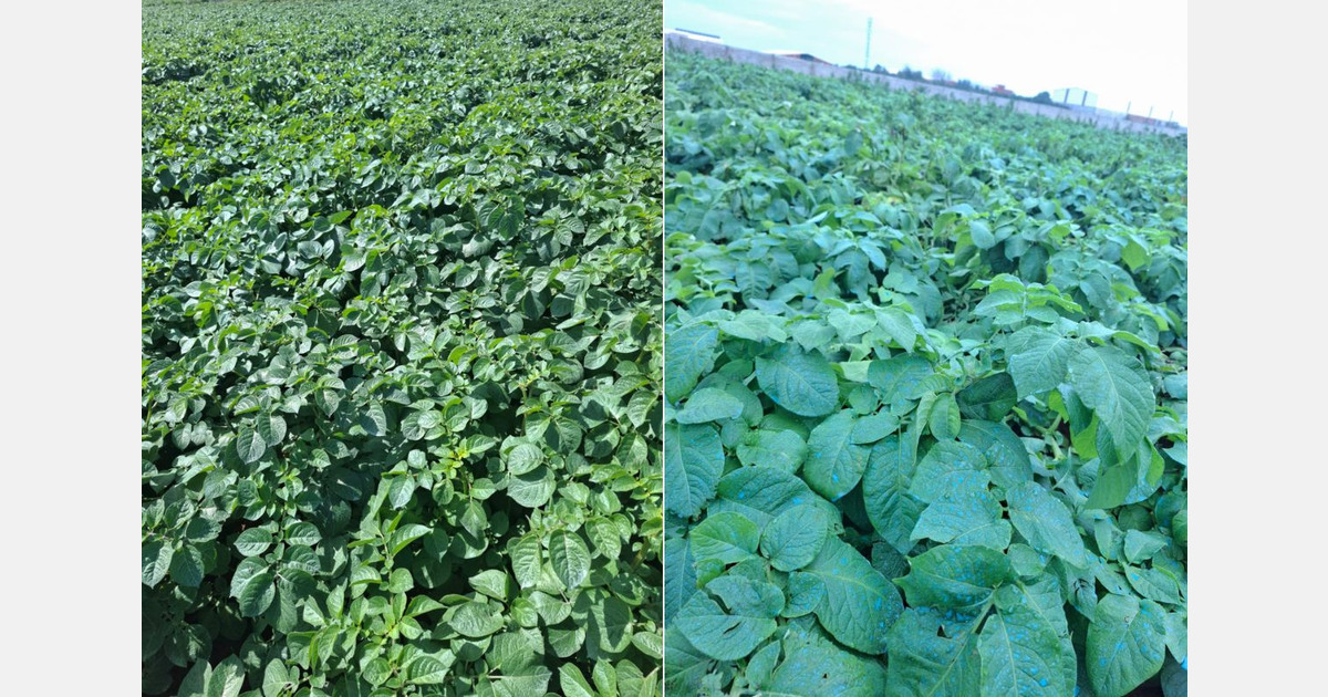 New harvest alleviates potato shortage in Morocco