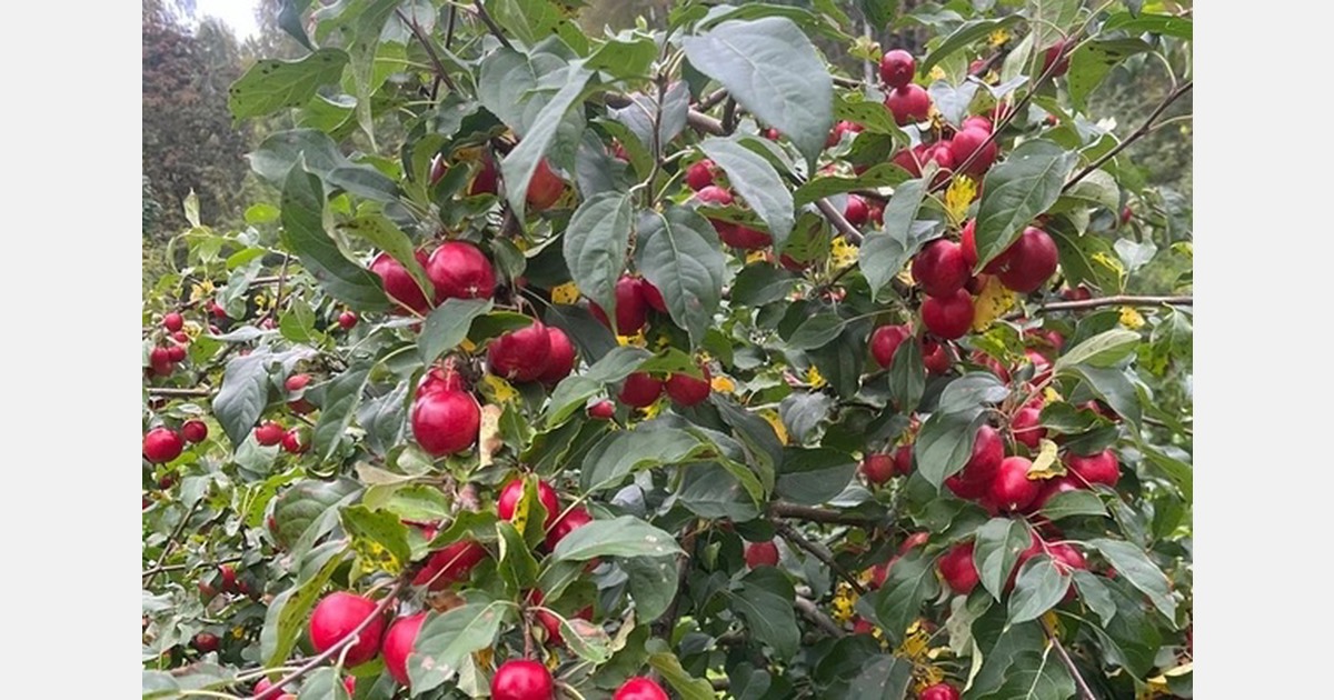 Northern Sweden explores expanding apple production