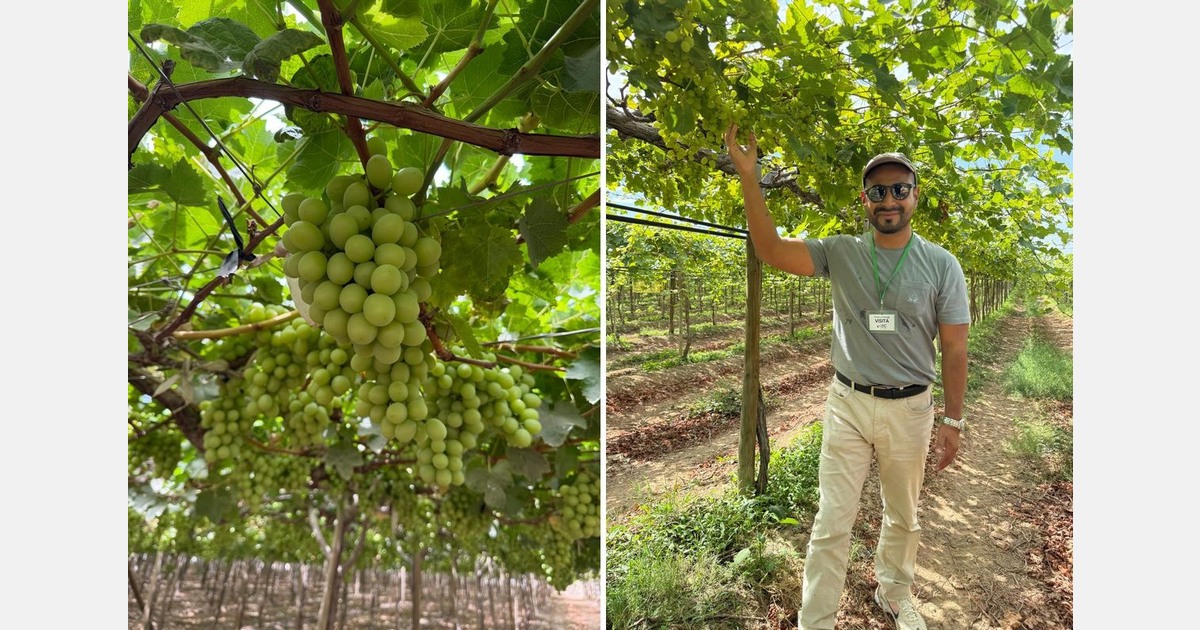 Rain hits Chile’s central grape growing region