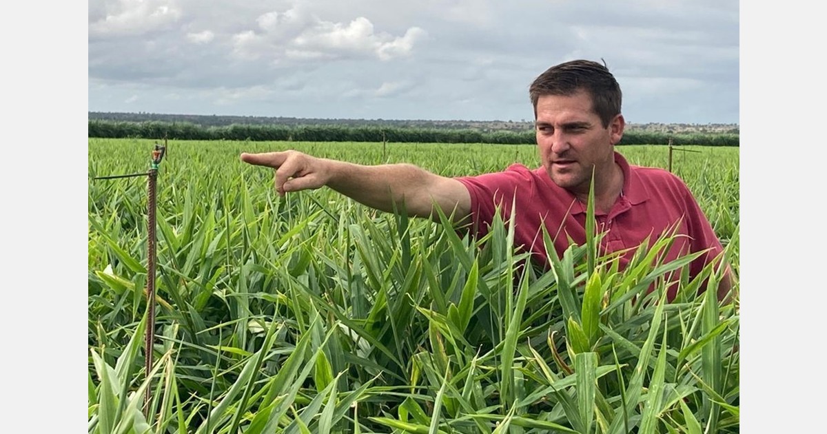 Heavenly summer for South African ginger