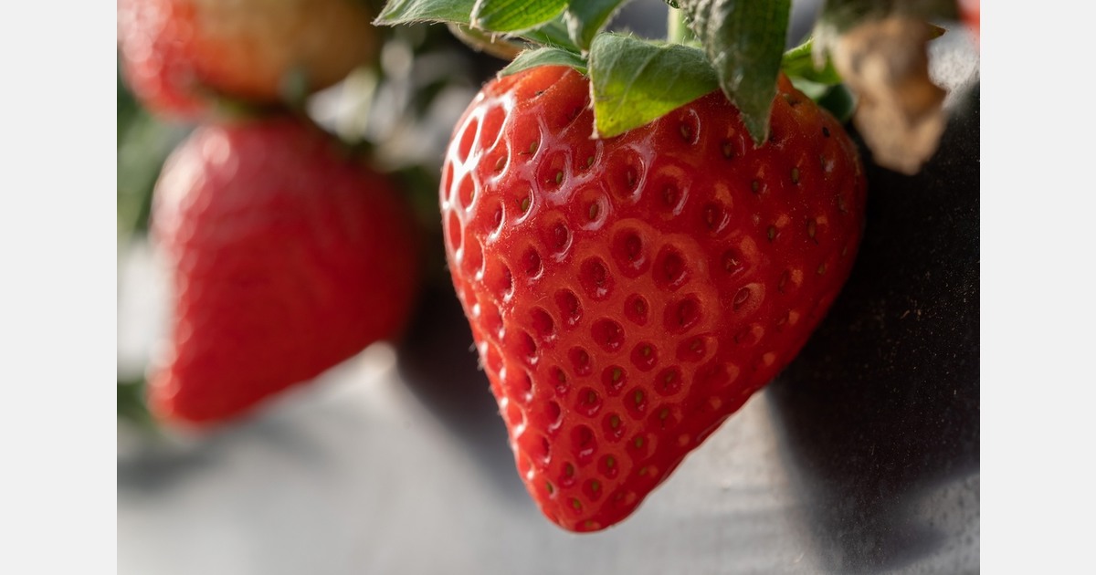 Class 1 strawberry variety to open for UK sales next season