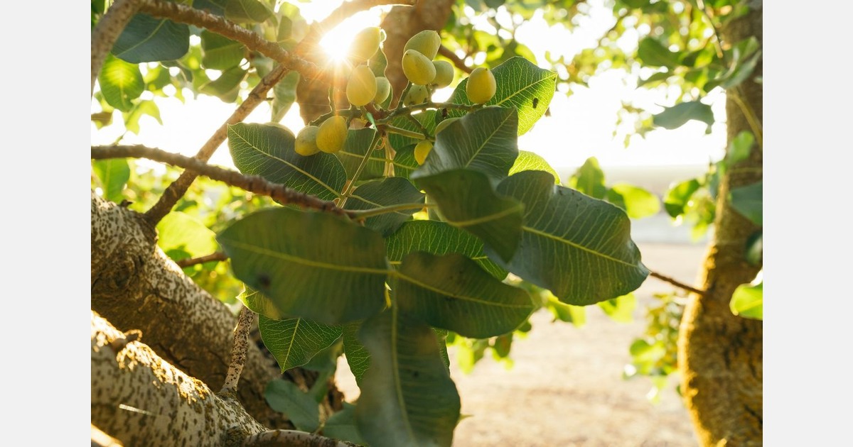 Middle East war causes uncertain times for California pistachios