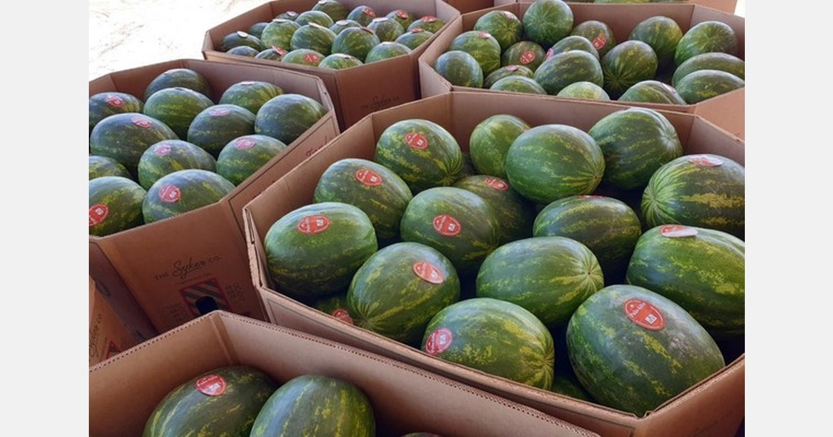 Much earlier start for Hermosillo watermelon crop