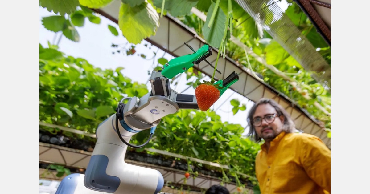 UK strawberry harvesting robots win research award
