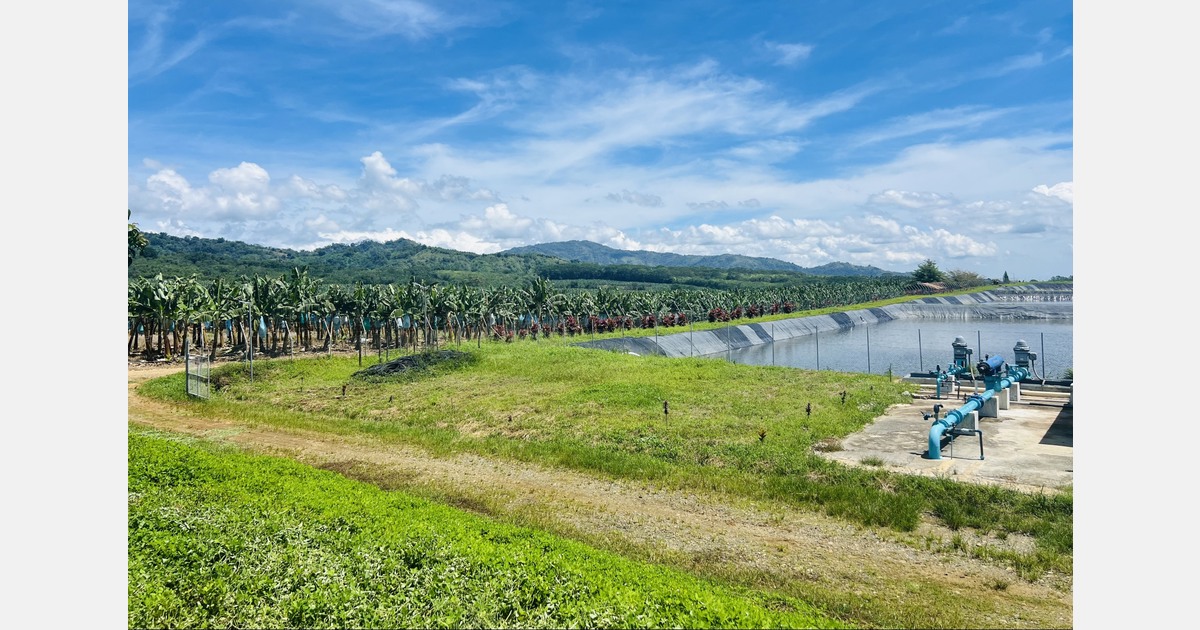A new cultivation system doubles Cavendish banana yields in the Philippines
