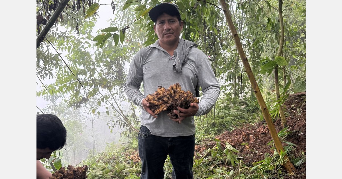 More overlap between Peru’s old and new ginger crops expected