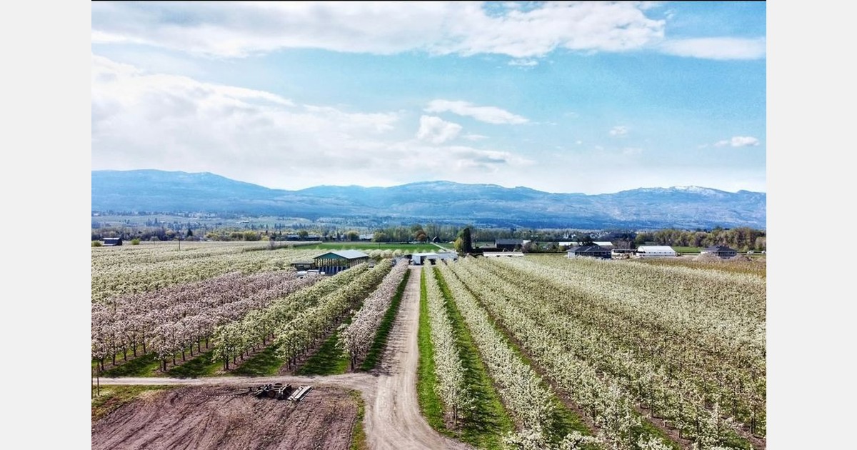 British Columbia pear industry aims to move toward automatic harvesting